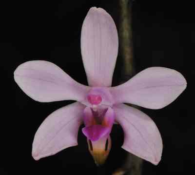 Doritis taenialis, Benth (Phalaenopsis taenialis, Lindl)