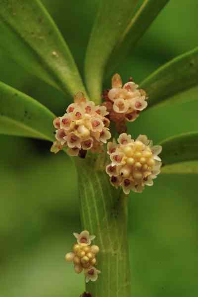 Pinalia pumila, (Lindl.) Kuntze