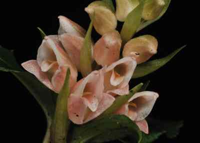 Goodyera foliosa, (Lindl.) Benth. ex C.B.Clarke.