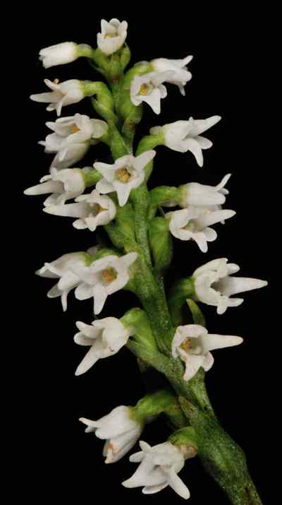 Platanthera nematocaulon (Hook.f.) Kraenzl.
