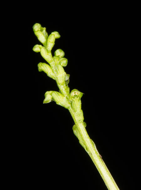 Herminium biporosum Maxim.
