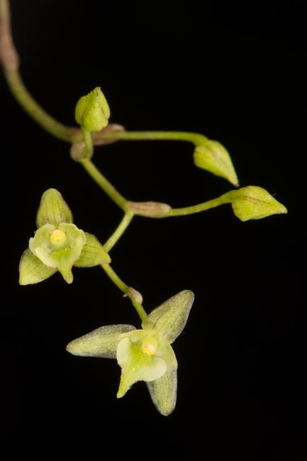 Bulbophyllum raskotii J.J.Verma., Schuit. & de Vogel