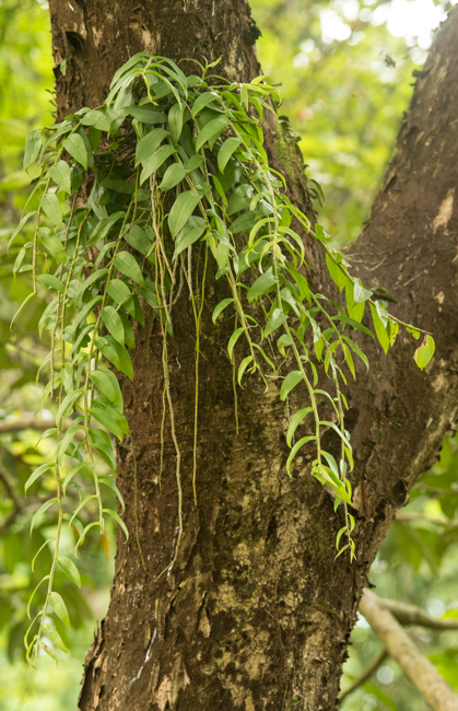 Dendrobium aphyllum (Roxb.) C.E.C.Fisch., in the monsoon months.