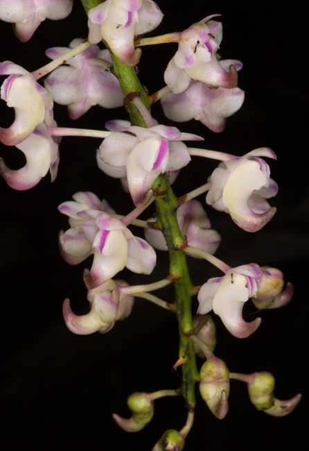 Aerides sp. with ants.